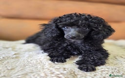 Toy Poodle dogs for sale: Gorgeous Tiny Toy Poodle Pups  - Image 35
