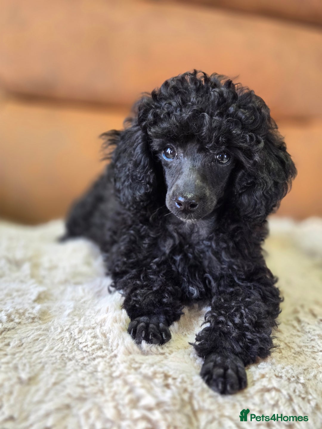 Toy Poodle dogs for sale: Gorgeous Tiny Toy Poodle Pups  - Image 35