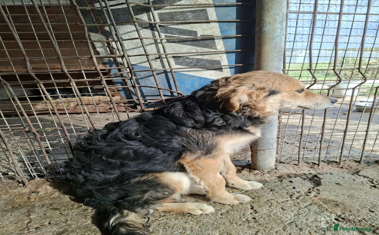 Mixed Breed dogs - Advert 5