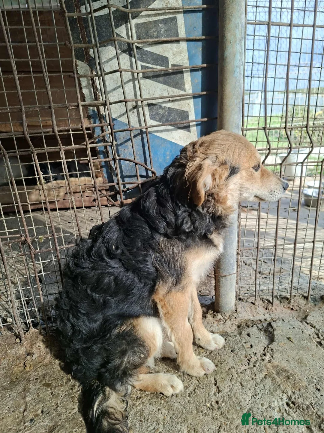 Mixed Breed dogs for adoption: Sherman - north Walsham Norfolk  - Advert 1