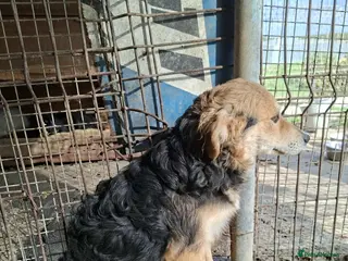 Mixed Breed dogs Sherman - north Walsham Norfolk - Advert 17