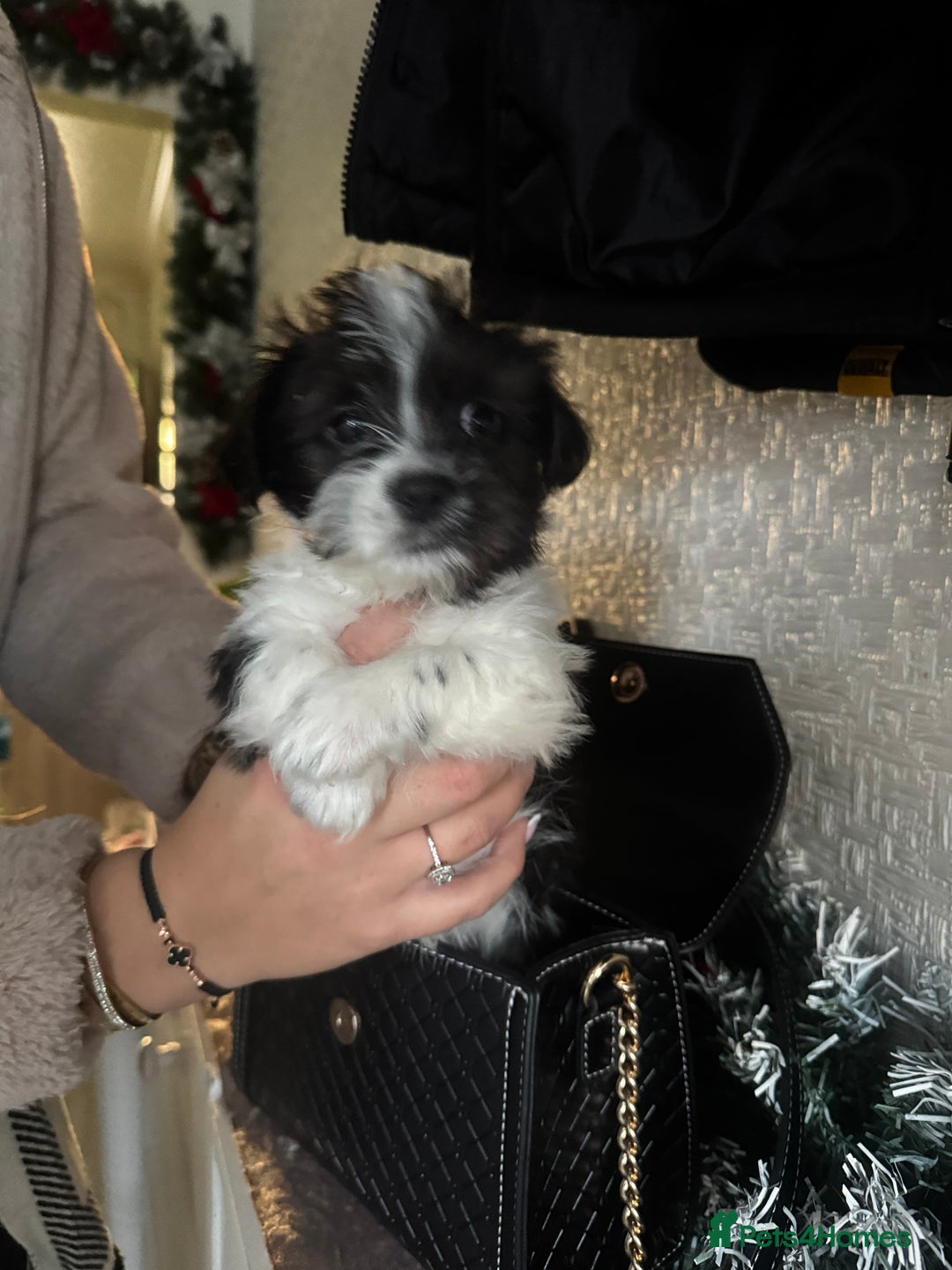 Shihpoo dogs for sale:  3 Shih Tzu Mix Pups Ready for Forever Families! - Advert 2