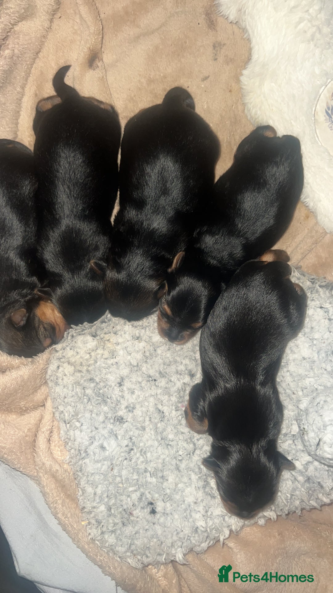 Mixed Breed dogs for sale: Yorkshire biewer terrier puppies  - Image 5