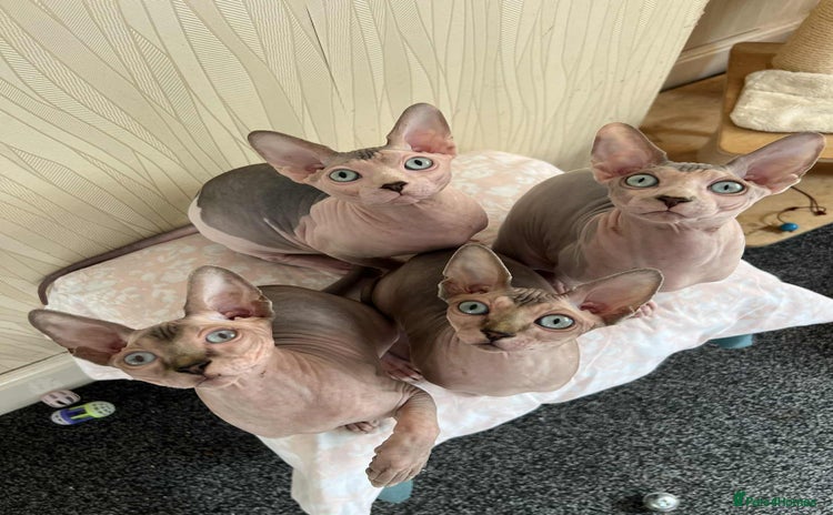 Sphynx cats - Advert 11