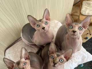Sphynx cats - Advert 3