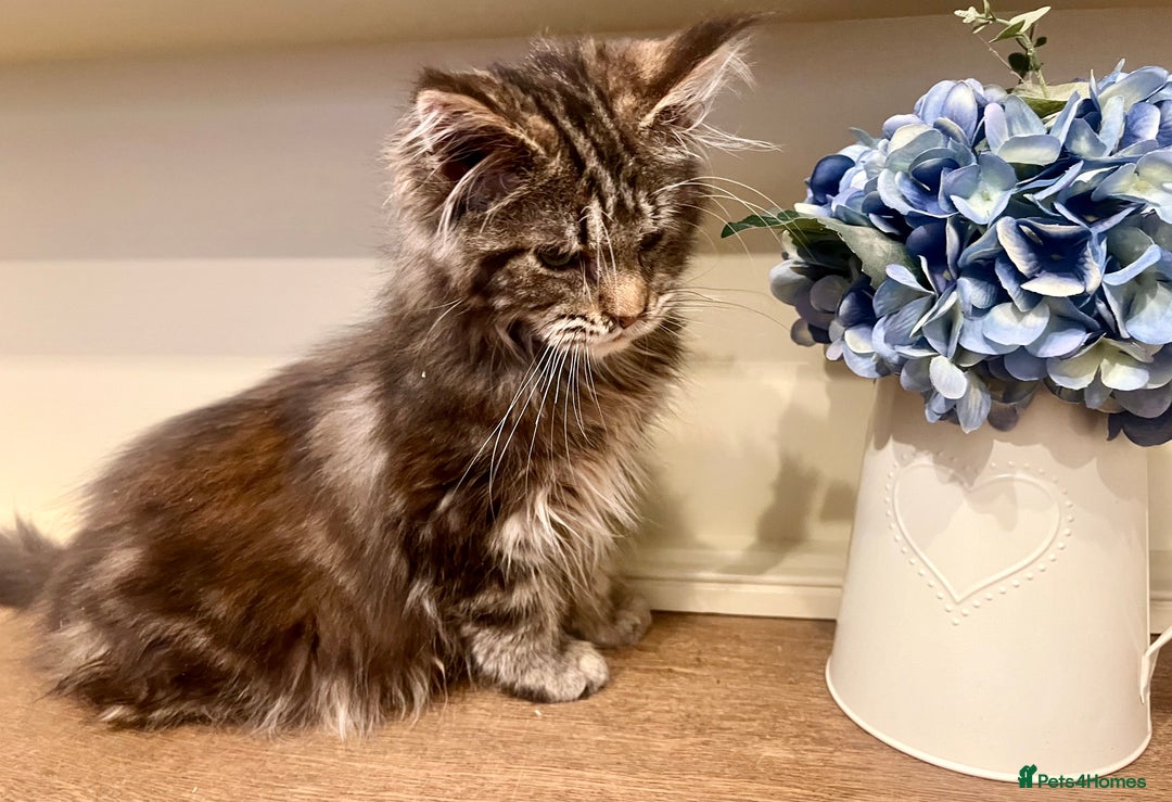 Maine Coon cats for sale: 2 Gorgeous Maine Coon Girl kittens - Advert 8