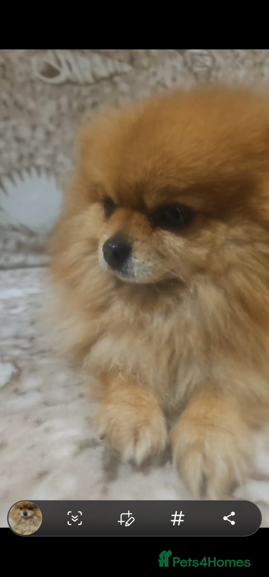 Pomeranian dogs for sale:  Beautiful Pomeranian puppies  - Image 15