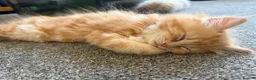 Mixed Breed cats for sale: Kittens for the best homes - Advert 23