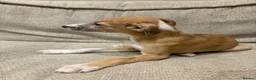 Mixed Breed dogs for sale: Whippet x lurcher pups - Advert 8