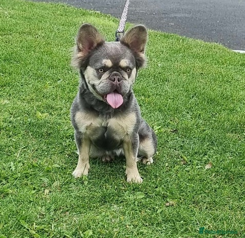 French Bulldog dogs in Newcastle upon Tyne - Advert 9