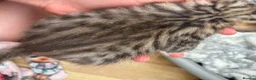 Bengal cats for sale: Stunning Bengal kittens  - Advert 7