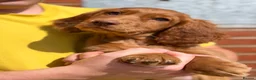 Cocker Spaniel dogs for sale: 🐾2 Beautiful Working Cocker Spaniel Available 🐾 - Advert 10
