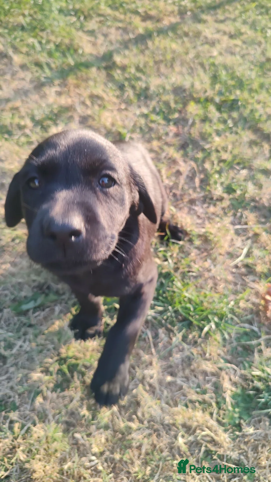 Labrador Retriever dogs for sale: Gorgeous KC registered Labrador puppies  in Norwich - Advert 2