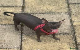 Mexican Hairless dogs for sale: Mexican Hairless, mini - Image 1