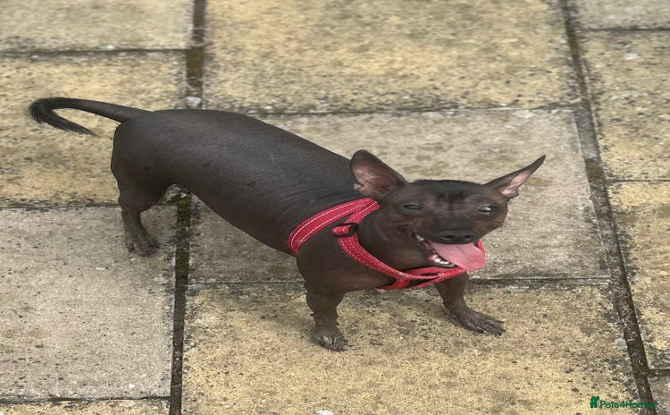 Mexican Hairless dogs - Advert 1