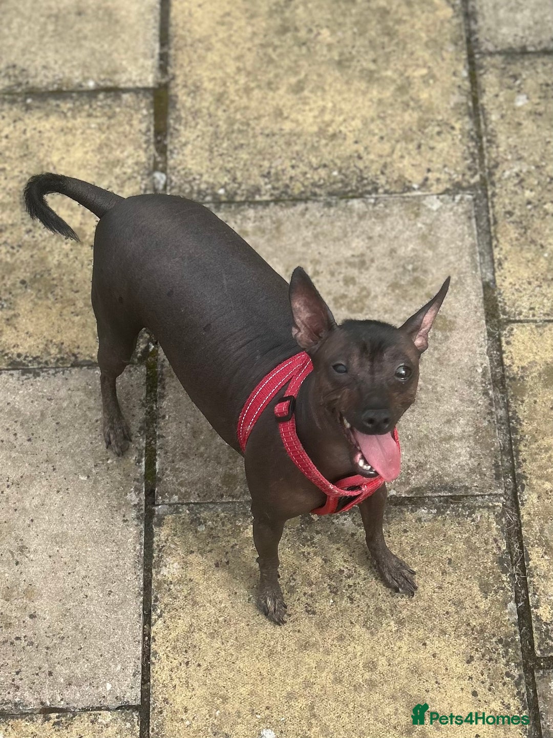 Mexican Hairless dogs for sale: Mexican Hairless, mini - Image 1