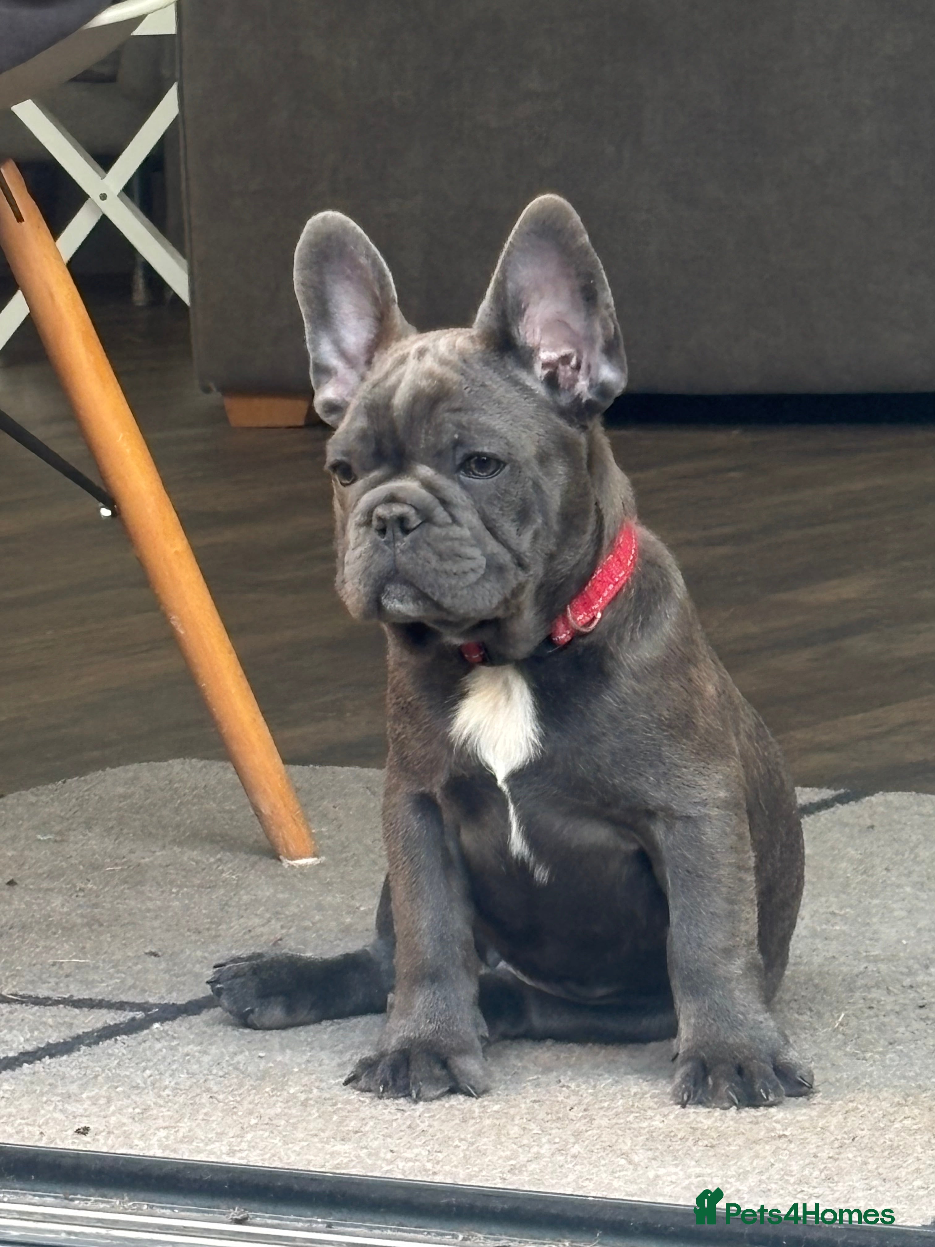 French Bulldog dogs 🐾KC registered Ready to go to there New homes🐾 - Advert 2