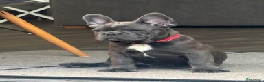 French Bulldog Puppy 3