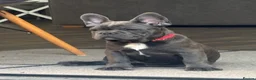 French Bulldog dogs for sale: 🐾KC registered Ready to go to there New homes🐾 - Advert 13