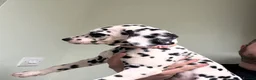 Dalmatian dogs for sale: **4 Left** Dalmatian Pups ready now - Advert 2