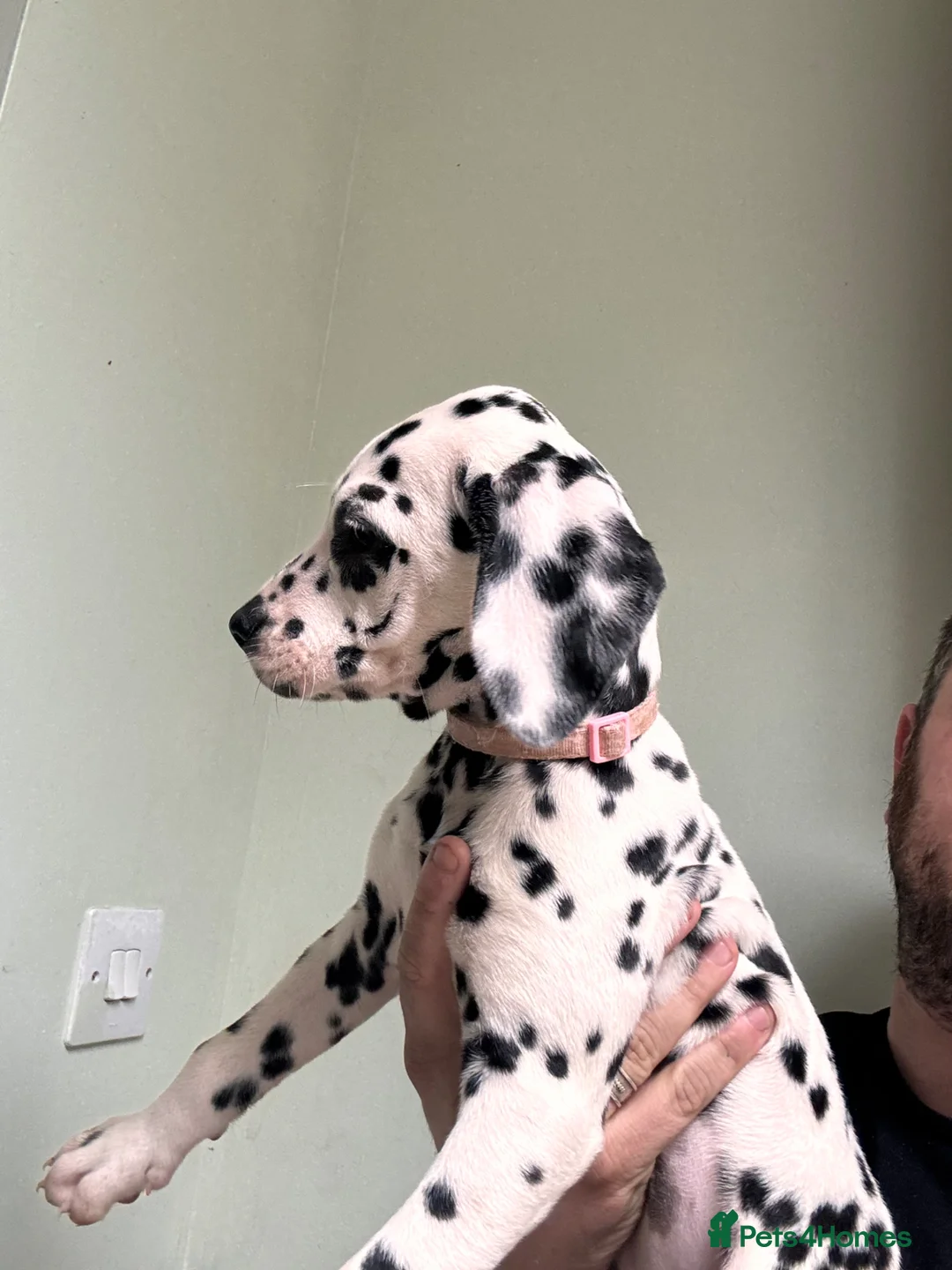 Dalmatian dogs for sale: **4 Left** Dalmatian Pups ready now - Advert 2