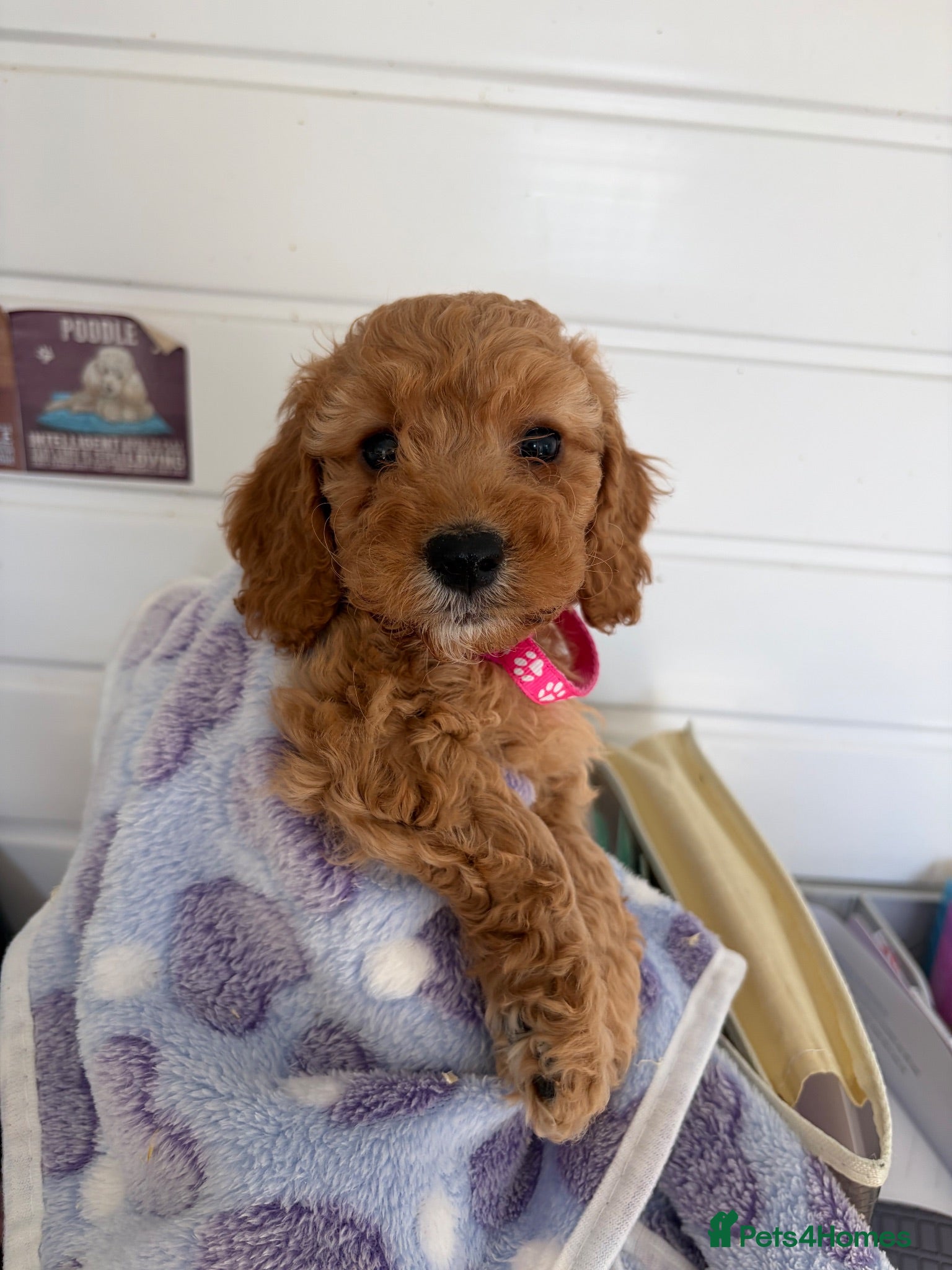 Cockapoo dogs F1 4 cockapoo girl puppies ready 14th August  - Advert 5