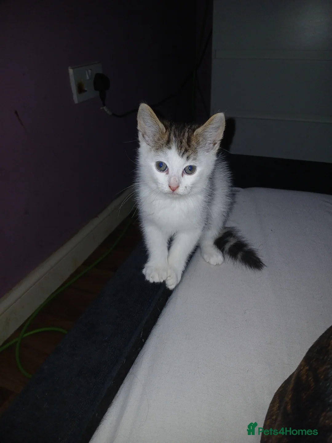 Mixed Breed cats for sale: 2 beautiful girls - Advert 2