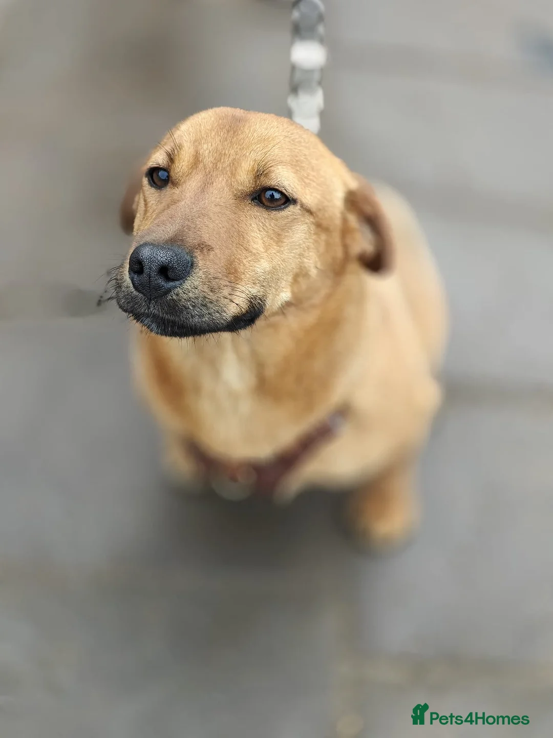 Mixed Breed dogs for adoption: 💙🐶 LOLIK – EVERYONE’S FAVOURITE in Burton-on-Trent - Advert 2