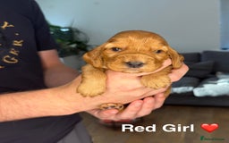 Cocker Spaniel dogs for sale: Beautiful show and working cockers - Image 4