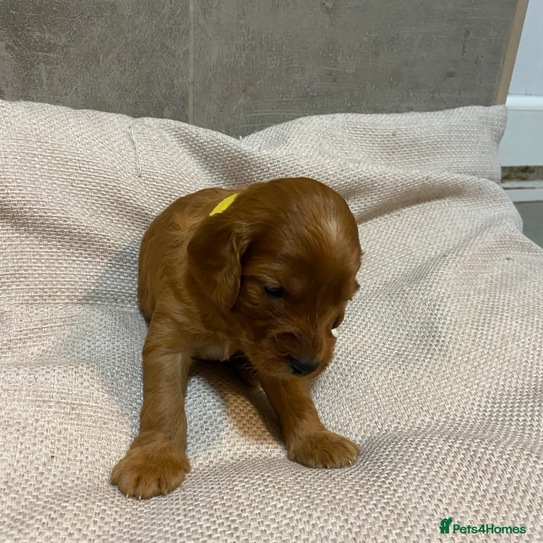 Irish Doodle dogs for sale: F1 Mini irishdoodle (JUST 1 LEFT) - Advert 16