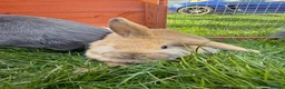 Mixed Breed rabbits for sale: Lion lop 8 week old rabbits for sale  - Advert 3