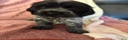 Cocker Spaniel dogs for sale: Beautiful blue roan cocker spaniel girl - Advert 8