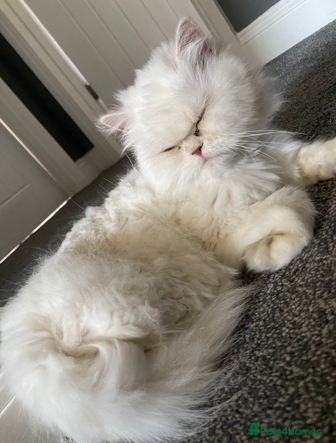Persian cats for sale: 2 Female Persian Cats  - Advert 7