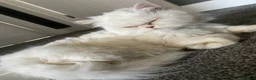 Persian cats for sale: 2 Female Persian Cats  - Advert 1