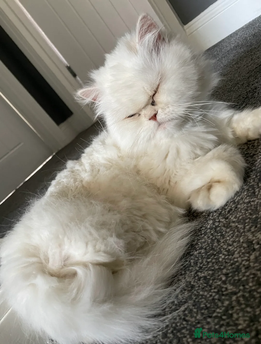 Persian cats for sale: 2 Female Persian Cats  - Advert 1