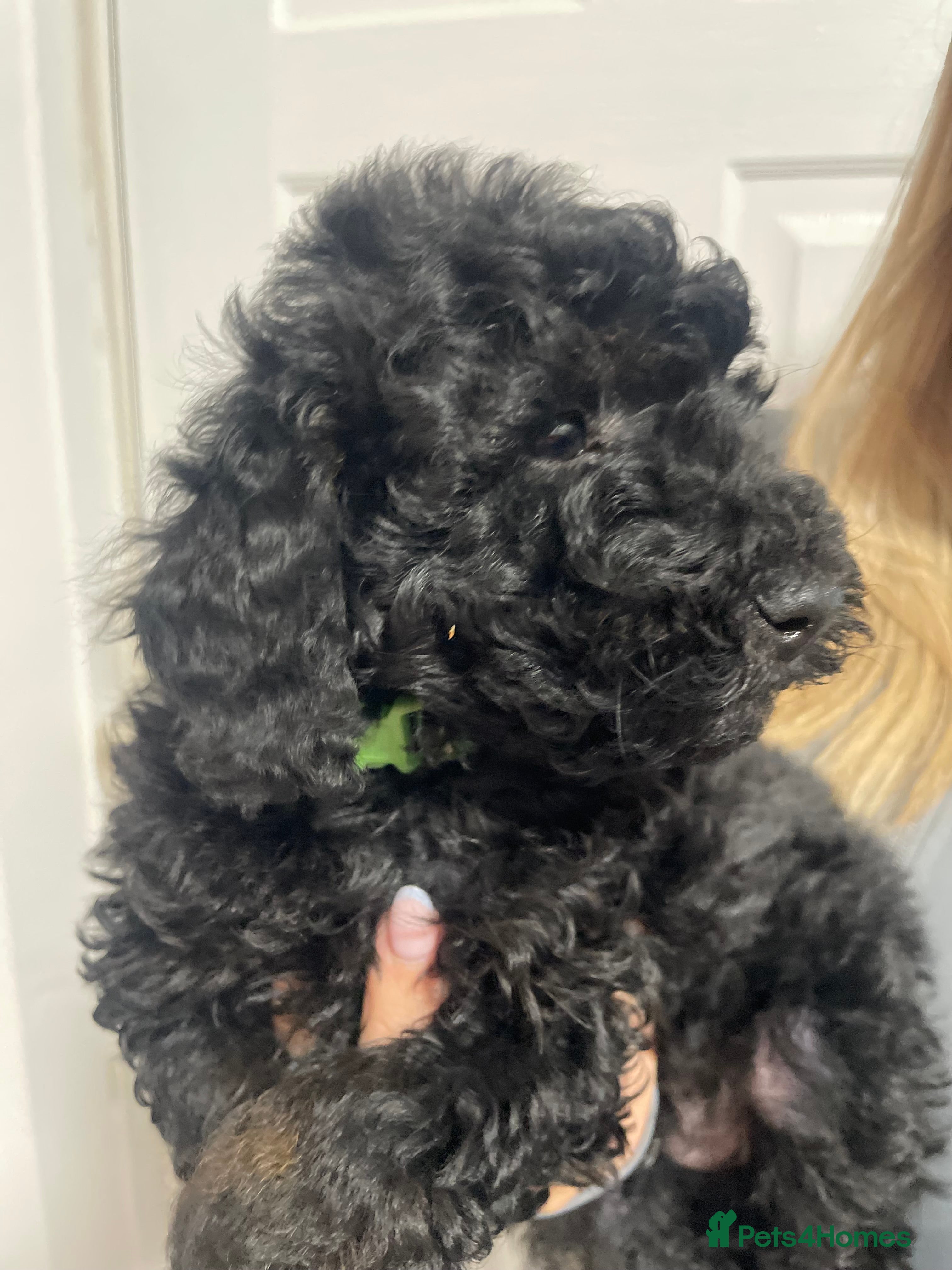 Miniature Poodle dogs Miniature Poodle DNA tested parents  - Advert 18