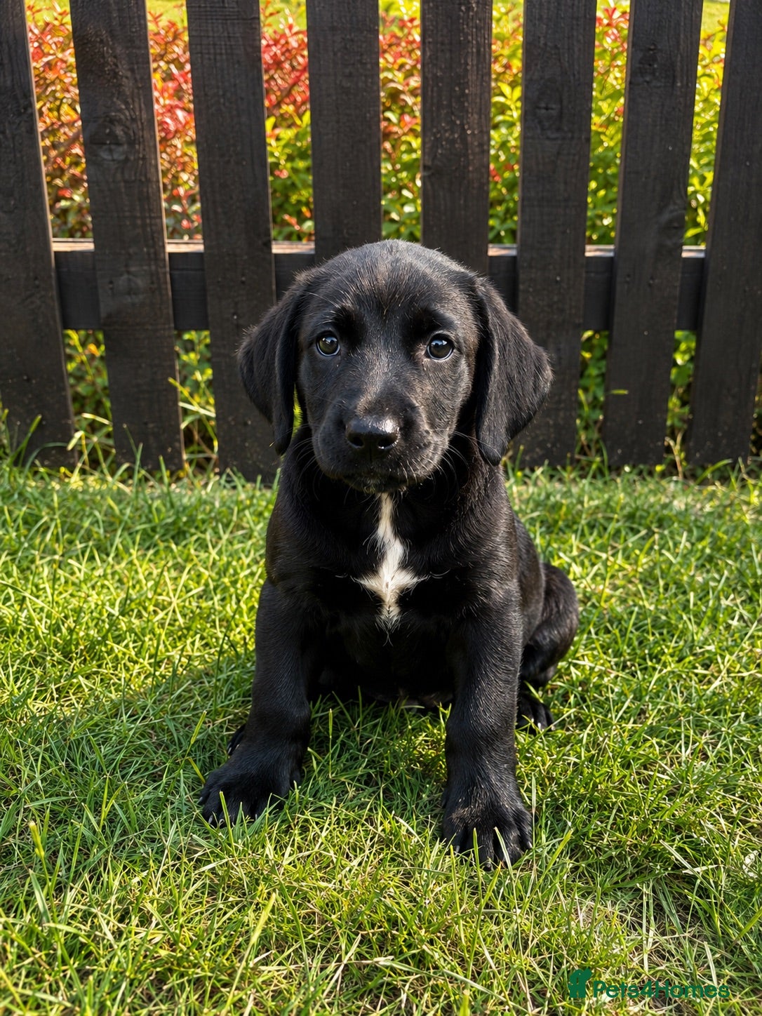 Springador dogs Springador Puppies🐶 - Advert 1