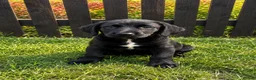 Springador dogs for sale: Springador Puppies🐶 - Advert 1