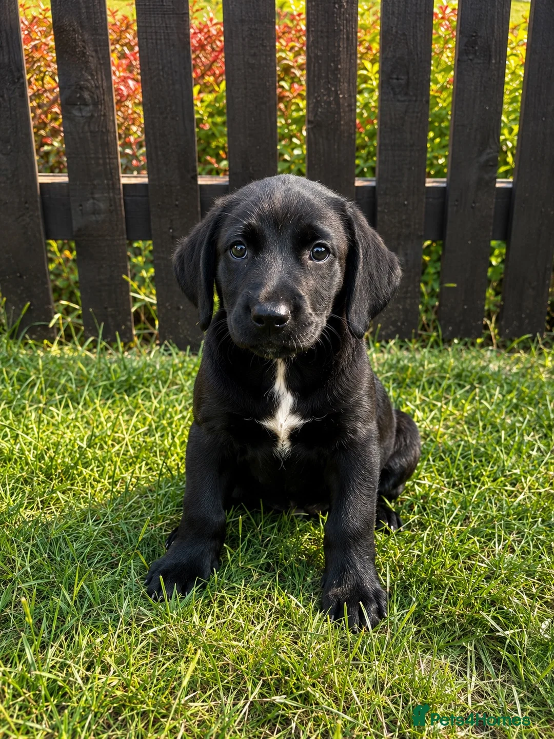 Springador dogs for sale: Springador Puppies🐶 - Advert 1