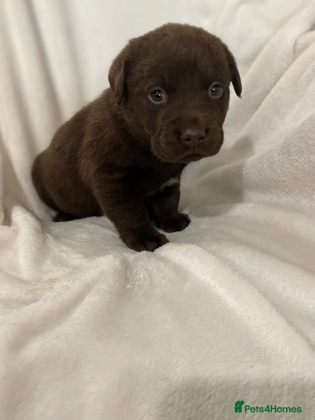 Labrador Retriever dogs for sale: Kc registered labradors - Advert 10