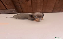 Dachshund dogs for sale: 6 beautiful dachshund puppies!!! - Image 18