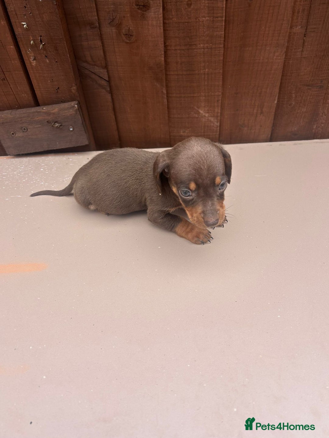 Dachshund dogs for sale: 6 beautiful dachshund puppies!!! - Image 18