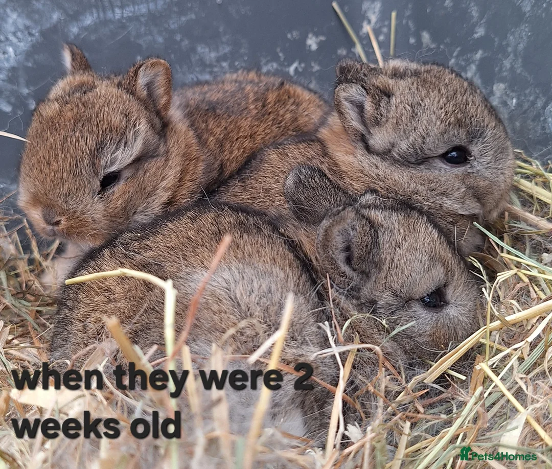 Netherland Dwarf rabbits for sale: Female netherland dwarf babies for sale - Advert 5