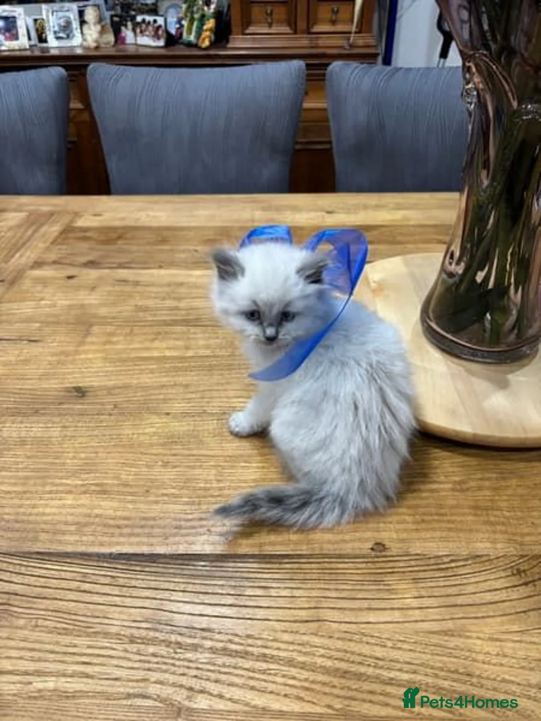 Ragdoll cats for sale: Beautiful Ragdoll Kittens for sale  in Leeds - Advert 2