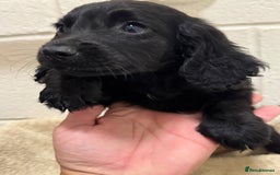 Cocker Spaniel dogs for sale: Beautiful cocker spaniels puppies for sale - Image 11