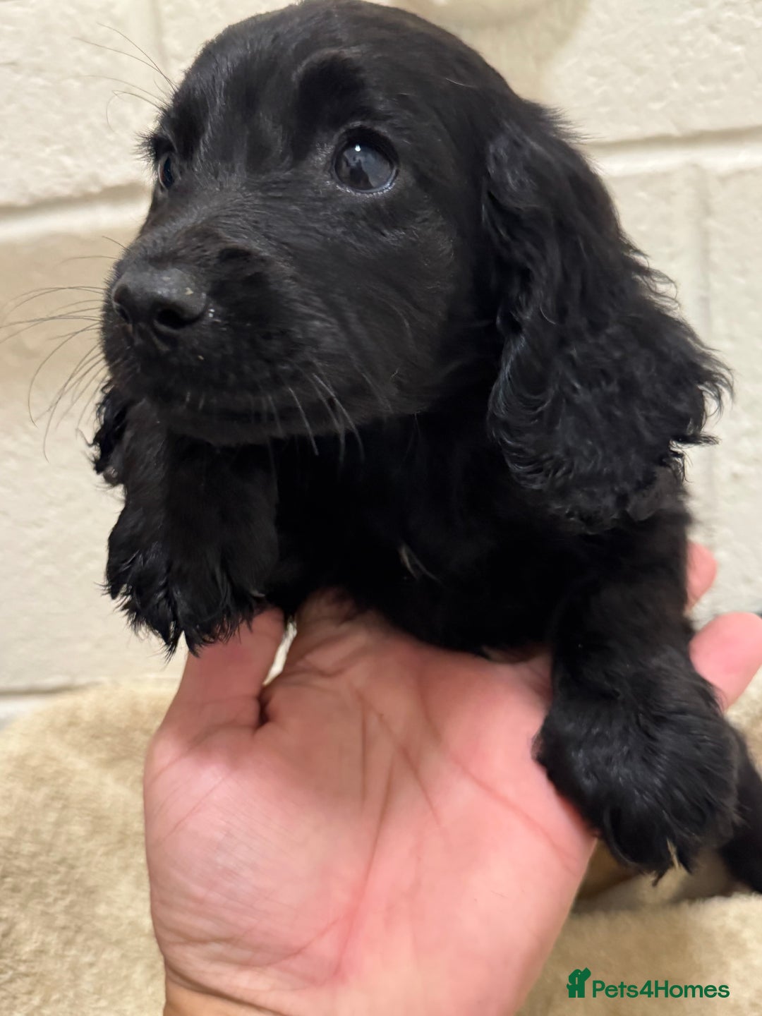 Cocker Spaniel dogs for sale: Beautiful cocker spaniels puppies for sale - Image 11