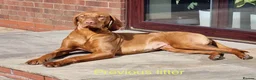 Hungarian Vizsla dogs for sale: Hungarian Vizslas from Licenced Breeder - Advert 14