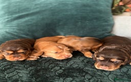 Cocker Spaniel dogs for sale: Outstanding kc reg cocker spaniel puppies - Image 2