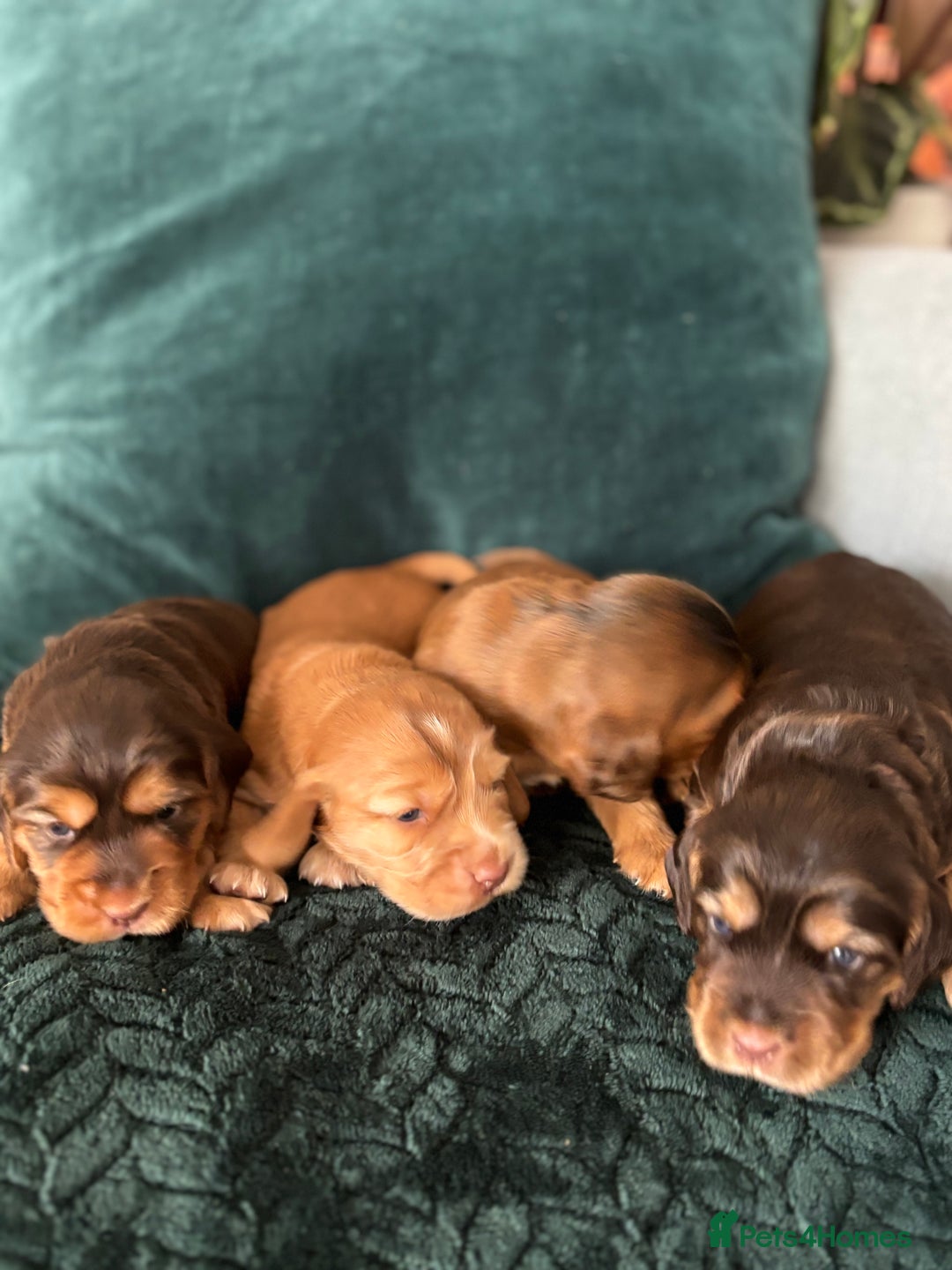 Cocker Spaniel dogs for sale: Outstanding kc reg cocker spaniel puppies - Image 2