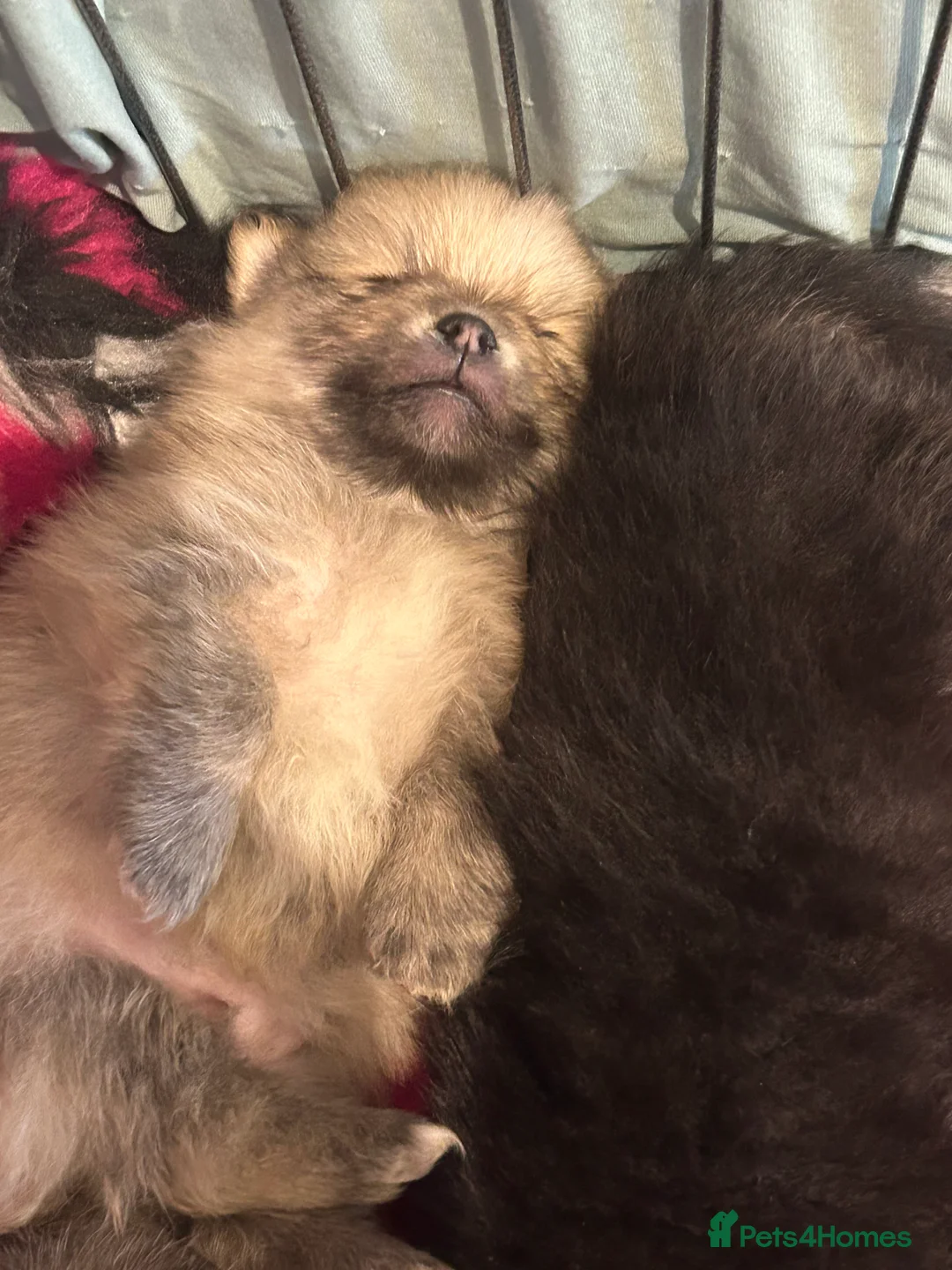 Pomeranian dogs for sale: Kc reg stunning pomeranian puppies  - Advert 2